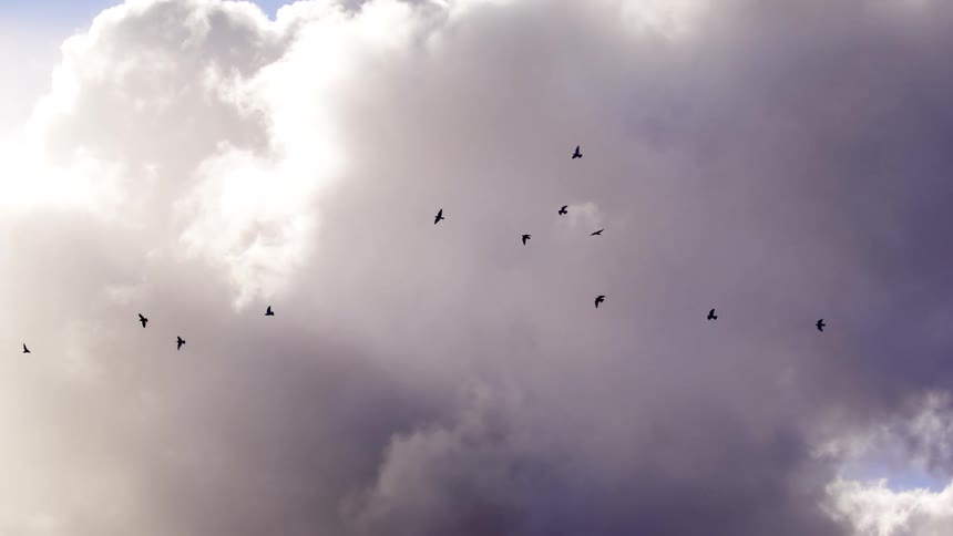 Birds flying dispersed against dense clouds in an overcast sky