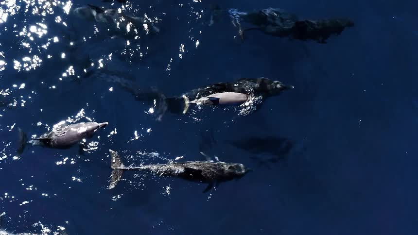 A large pod of dolphins swims together just beneath the surface of the deep blue ocean their bodies breaking the water as they move forward in a coordinated group while sunlight reflects off the rippling waves around them