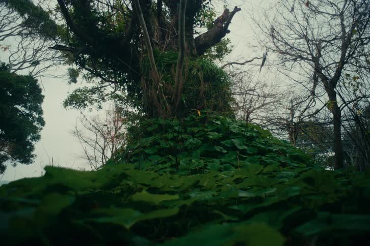 Tree trunk covered by dense vegetation and broad leaves in a natural area under an overcast sky