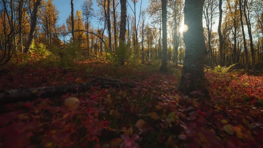 Flowers growing in the forest as sunlight shines through the trees with leaves in fall colors