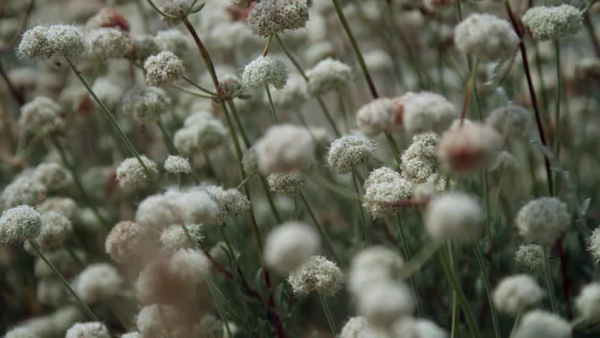 Wind blows through small flowers