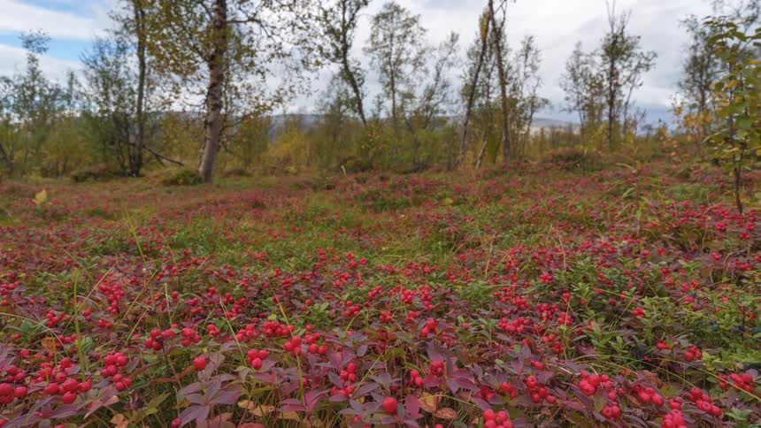 A lowangle shot moves steadily forward over a dense field of lowlying plants speckled with bright red berries showcasing the vibrant autumn colors of the forest floor near scattered birch trees