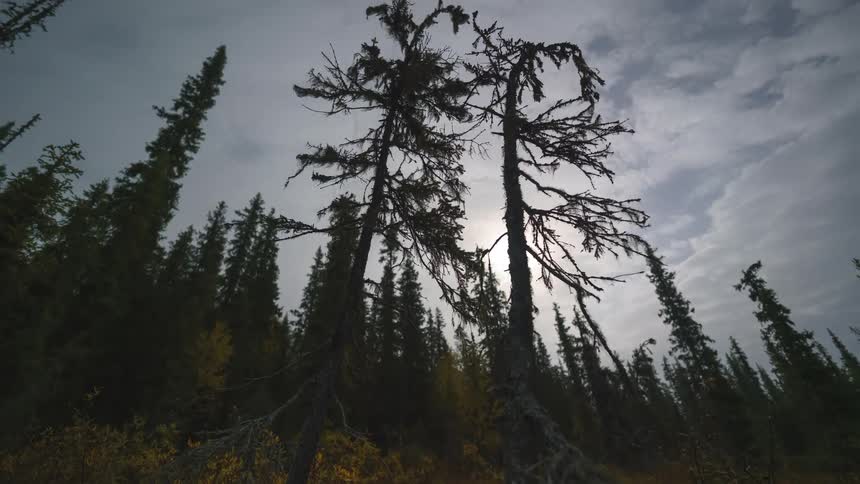 Clouds move over a forested mountain filled with tall trees and plants