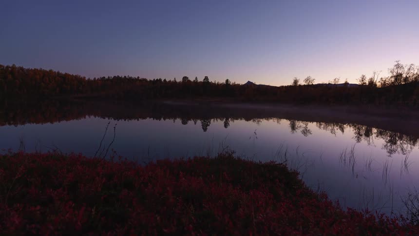 Flowers and plants on the coast of a lake as clouds and vegetation reflect on the water and stars glow in the sky