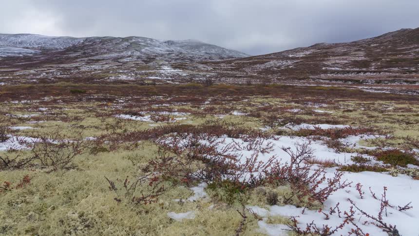 A wide shot tilts up from a foreground of dense light colored lichen and low shrubs to reveal a vast snow dusted tundra landscape under a cloudy sky with rolling hills and mountains stretching into the distance