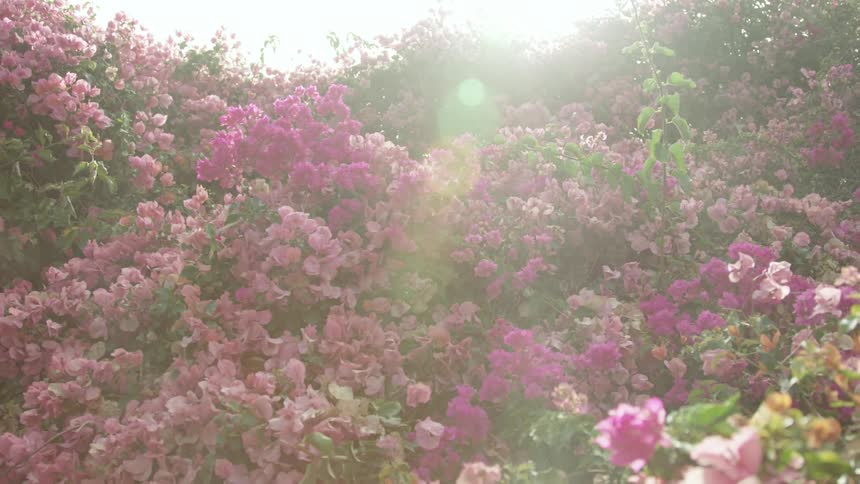 Sun shining over light and dark pink flowers on bushes