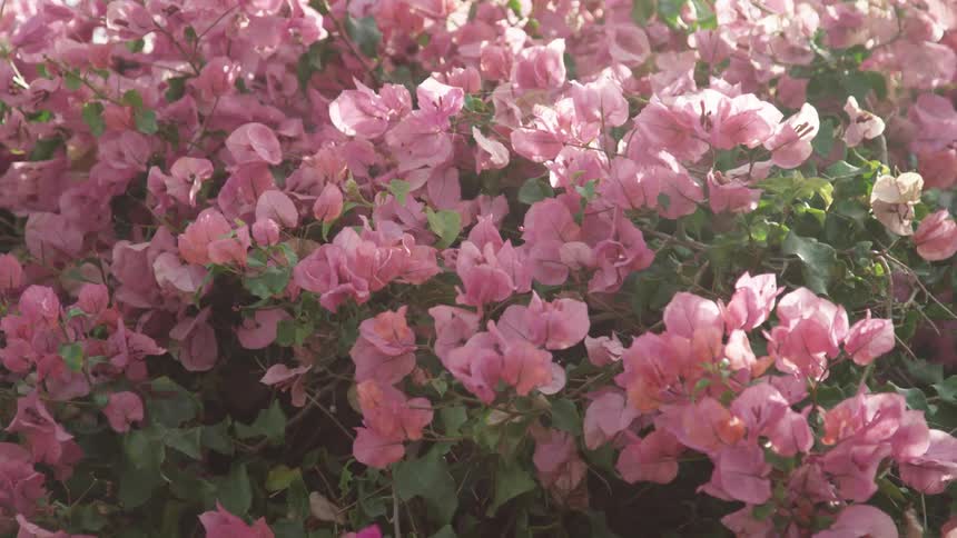 The pink flowers blow in the wind