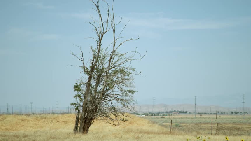 A lone tree stands in a field