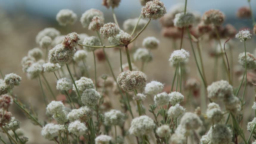 Small flowers blow in the wind