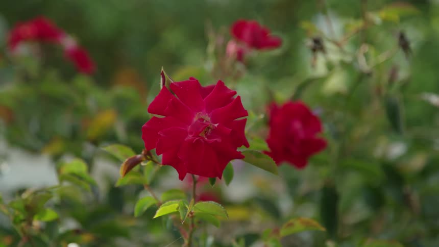 Red flowers bristle in the breeze