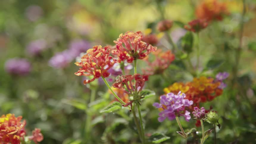 Flowers blow in the wind in this garden