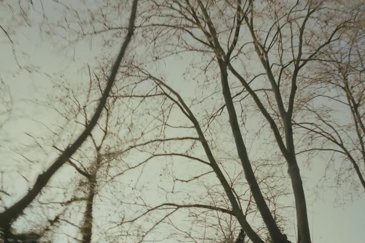 Tall leafless trees stand out against a clear sky in an outdoor setting