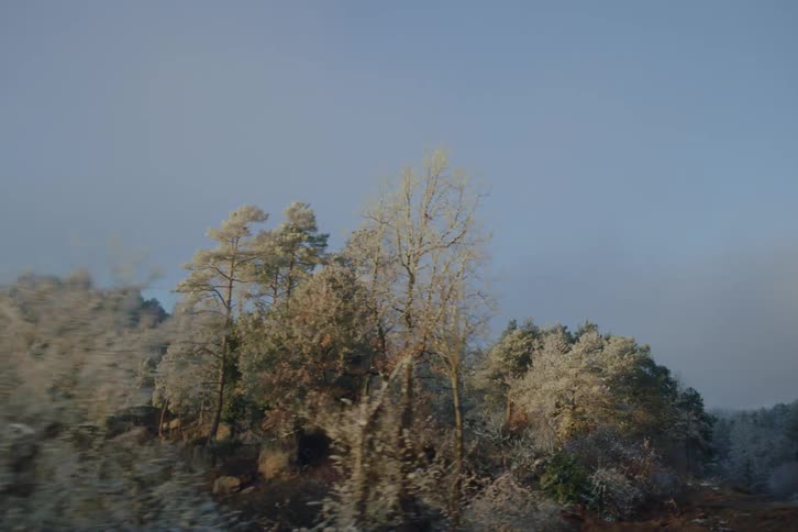 Frost covered trees stretch across a forest under a clear blue morning sky