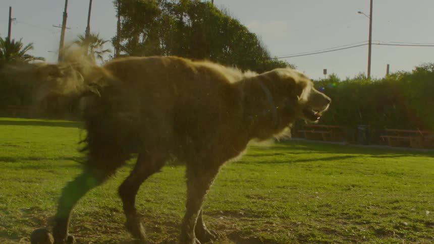 A dog shaking off outdoors on a grassy field