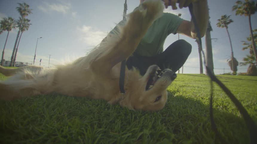 A man playfully pets a happy golden retriever rolling on its back in a sun drenched park