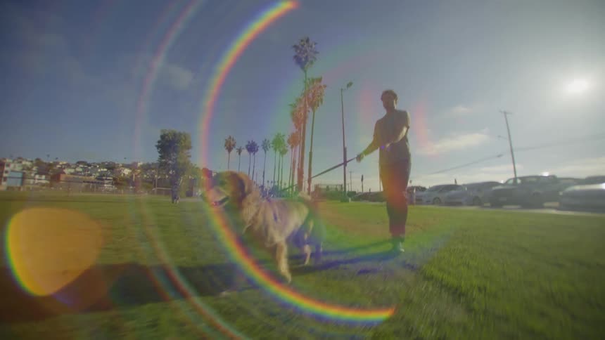 A man in a green tshirt walks a golden retriever on a leash across a sunny grassy field lined with palm trees and parked cars under a bright blue sky with a visible lens flare