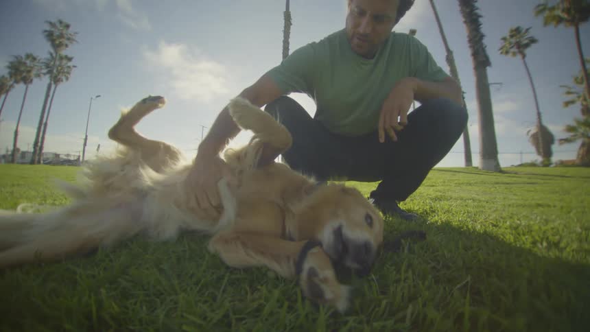 A man in a green shirt kneels on a grassy field affectionately petting a golden dog rolling on its backthe scene is set outdoors on a sunny day with several tall palm trees visible in the background
