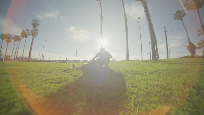 A man crouches beside his dog in a sun drenched park filled with palm trees