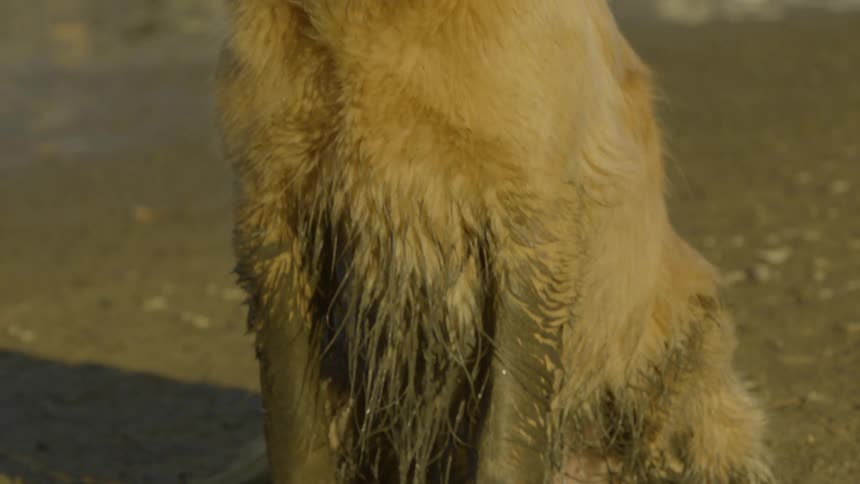 The dog has mud all over its legs