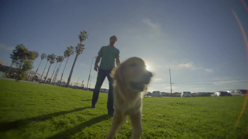 A man in a green shirt kneels on a grassy field affectionately petting a golden dog rolling on its backthe scene is set outdoors on a sunny day with several tall palm trees visible in the background