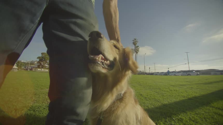 Man in a grassy field petting a dog
