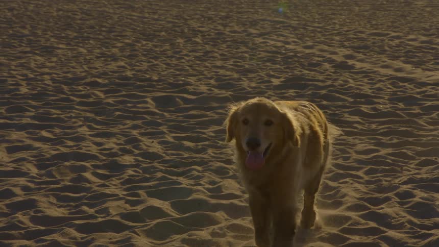 A golden retriever dog is walking on a sandy beach with the ocean in the background