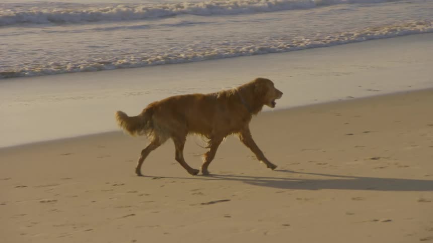 Dog walking on the beach as waves roll in to shore