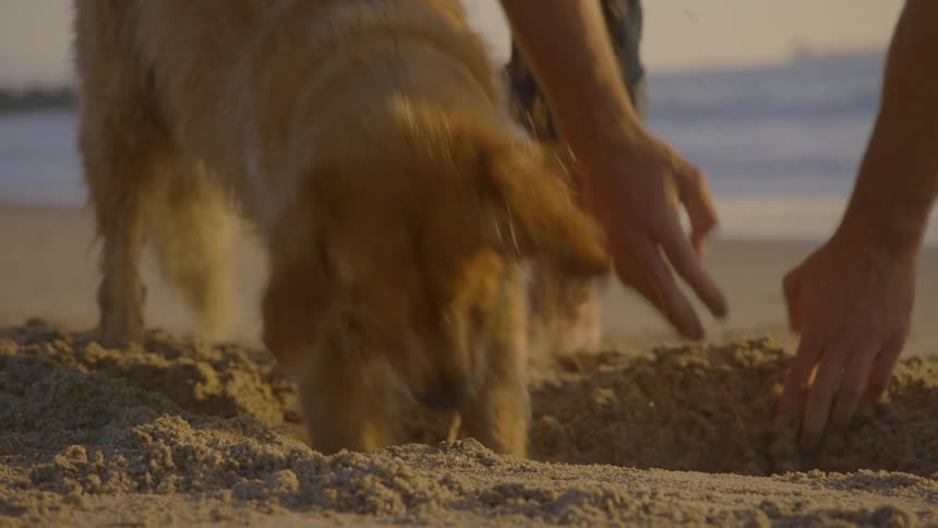 Man and dog dig playfully together in the sand on a beach at sunset