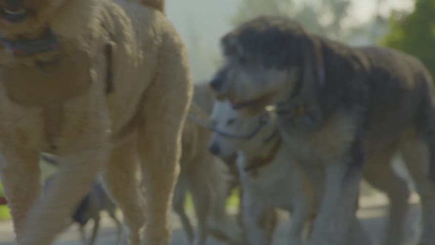 A dog walker leads a large pack of dogs on leashes down a sun drenched path