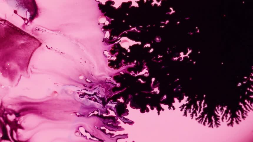 Dark purple ink spreads across a pink liquid surface in a branching dendritic pattern slowly consuming the lighter background as the pigments react and bloom outward in a macro closeup shot of fluid movement