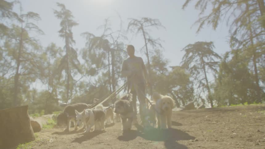 The man walks a group of dogs on leashes
