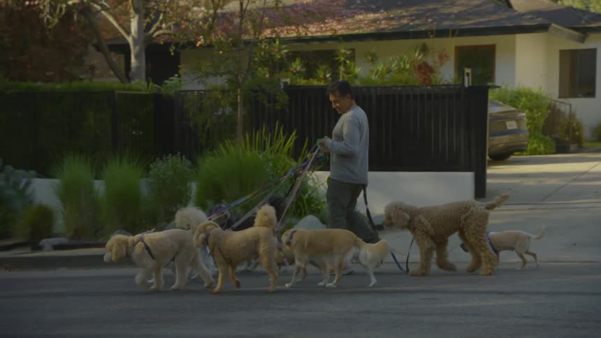 Man walking several dogs on leashes in an urban neighborhood