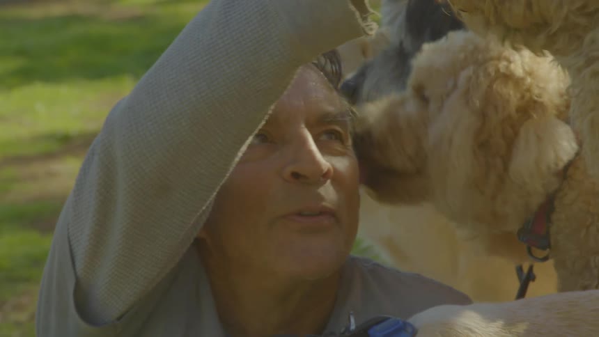 The man is being licked by many dogs as he pets them