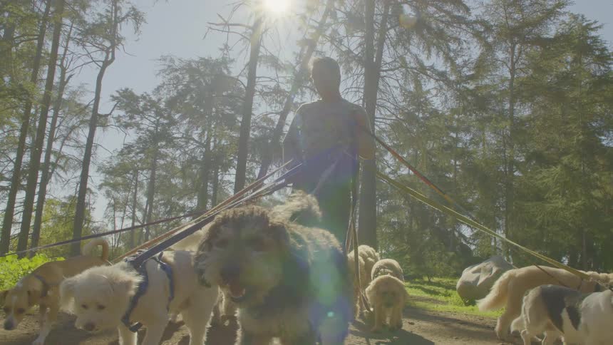 A dog walker leads a large energetic pack of dogs along a sundappled forest path gripping a bundle of colorful leashes as the bright sun flares through the tall trees behind them