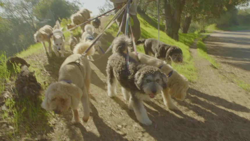 The man walks a group of dogs on a hill