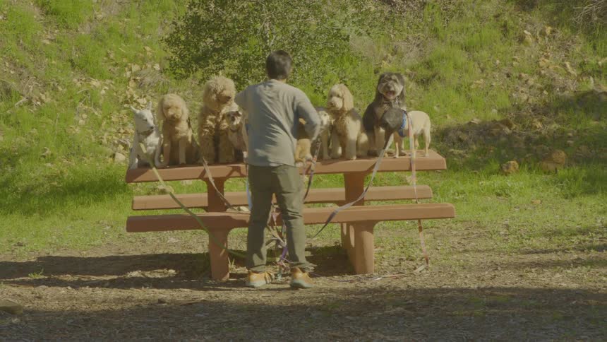 A man poses a group of dogs on a picnic table in a park