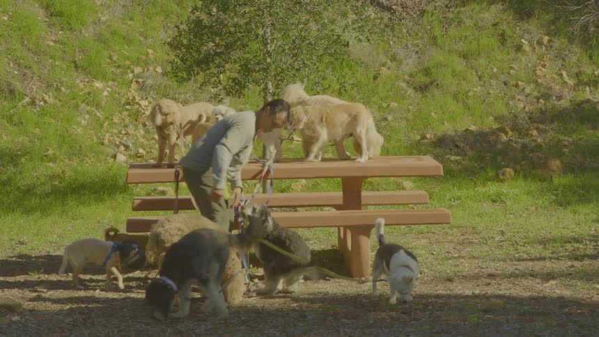 Adult man holding many dogs on a leash and picking them up to put on top of a wooden table outdoors during day time