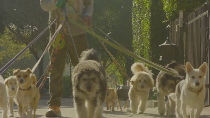 A professional dog walker navigates a sundrenched suburban sidewalk with a large diverse group of small and mediumsized dogs on multiple leashes their tails wagging as they stroll together through the warm morning light