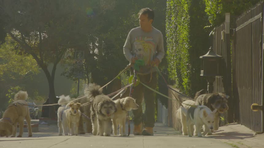 A professional dog walker manages a large pack of various small and mediumsized breeds along a sunny residential sidewalk the scene transitions to a forest setting where the group continues their walk down a dirt trail under bright filtering sunlight