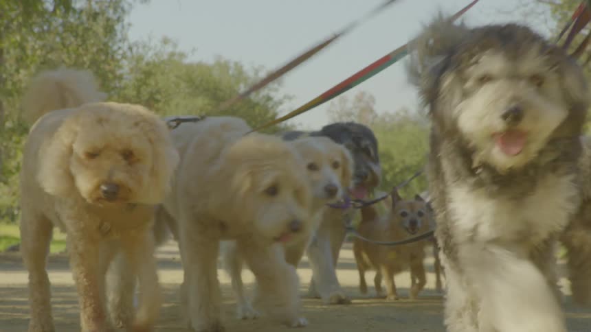 Adult man holding many dogs on a leash and walking on a path surrounded by trees outdoors during day time