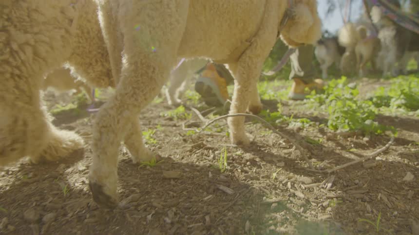 A group of fluffy lightcolored dogs walks along a dirt path under bright sunlight the lowangle shot captures their paws and legs moving through patches of grass and wood chips