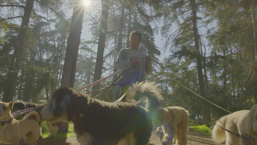 A person walks a large pack of various dogs on leashes through a sunlit forest