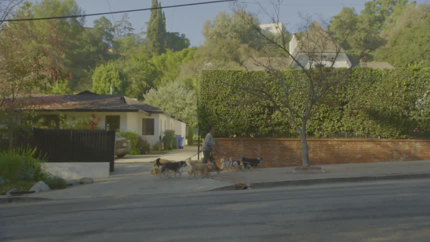 Adult man walking many dogs held by a leash over a sidewalk on a suburban area outdoors during day time
