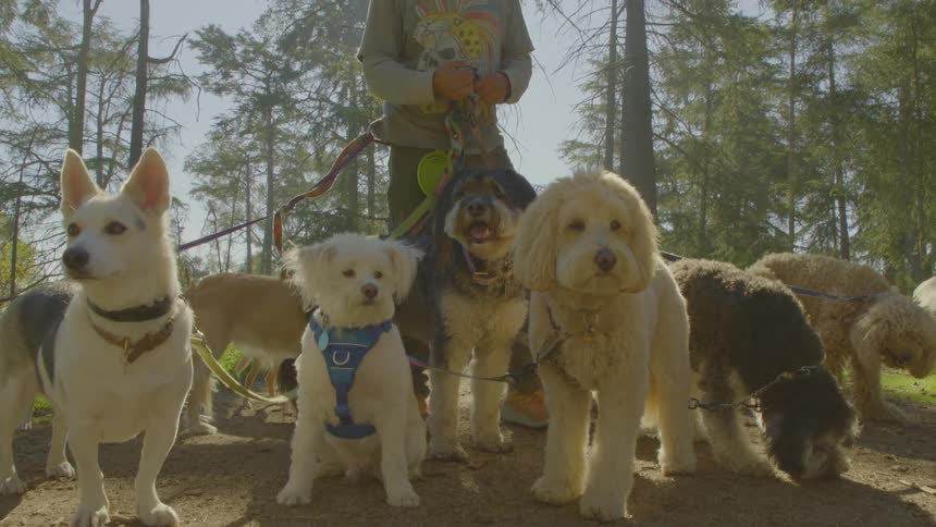 A professional dog walker stands in a sundrenched forest holding the leashes of several dogs of various breeds and sizesthe group of dogs looks toward the camera as the bright sunlight filters through the tall evergreen trees in the background