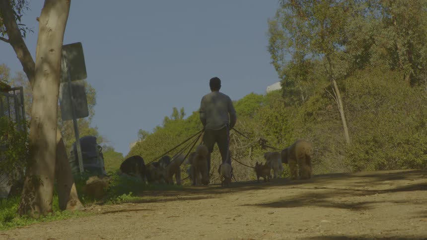 A man walking dogs outdoors