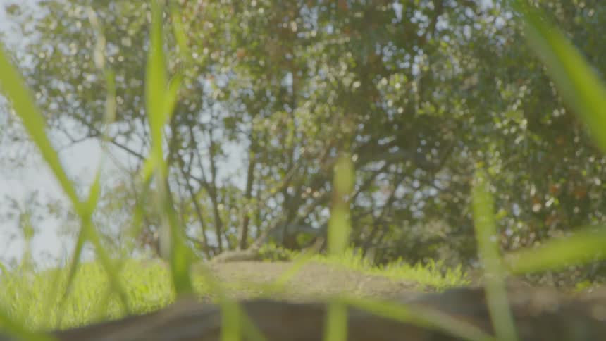 A groundlevel shot shows green grass in the foreground with several blades out of focus and framing the viewin the background a leafy tree stands under bright natural light on a gentle grassy slope