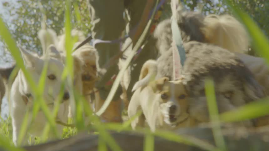 A person walks multiple dogs on leashes along a grassy park path on a sunny day