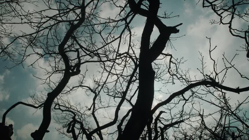 Trees with bare branches as the sun shines through a cloudy sky