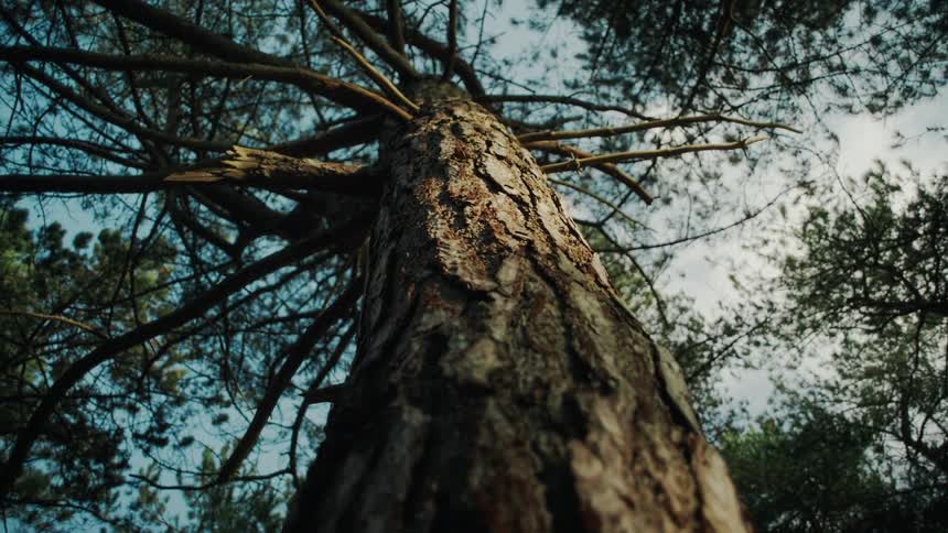 The textured trunk of a tall tree reaches upward toward the forest canopy