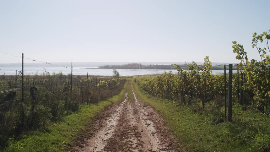 A muddy dirt road runs through a vineyard toward a body of water and a distant landmass under a bright sky